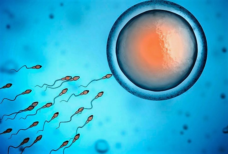 Анализы на проходимость сперматозоидов в цервикальной слизи
